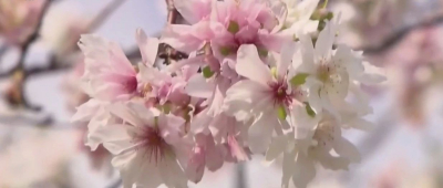 央视也来报道啦！金秋十月，松江的樱花竟然又开了！
