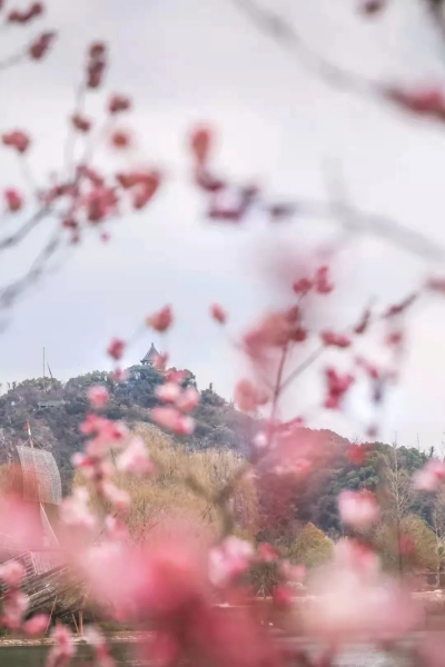 辰山梅花绽放，张张都是壁纸