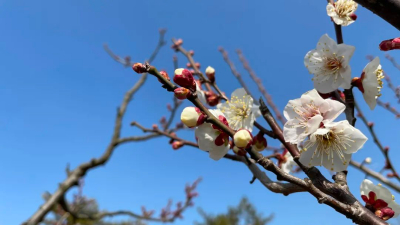 赏梅正当时，松江方塔园梅香怡人