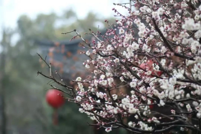 松江赏花指南，一整年的花都在这里啦！