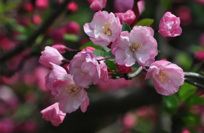 醉白池，一春一花一海棠