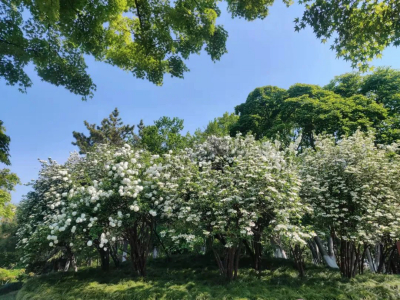 “雪”白枝头，方塔园中美丽的琼花