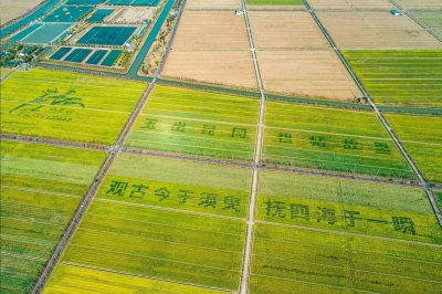 全域旅游 | 春来二陆故里，香自油菜花海——这里的油菜花已盛开