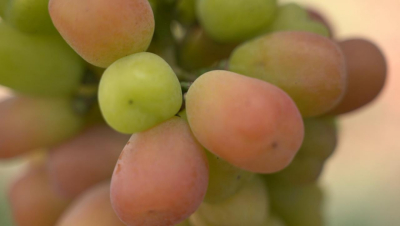 沁甜多汁的葡萄-万英生态农场蔬果 
