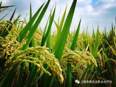 “木谷粒”大米 — 绿色种植，只为健康！