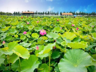 清凉一夏！夏季松江8大新看点好去处，快来打卡~