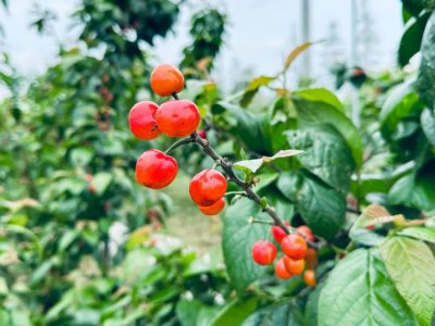 全域旅游 | 夏日水果缤纷季，来松江采摘“多巴胺”美味！